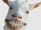 Dierenmishandel